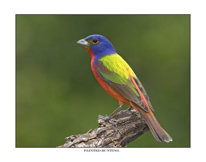 1810-3 painted bunting.jpg
